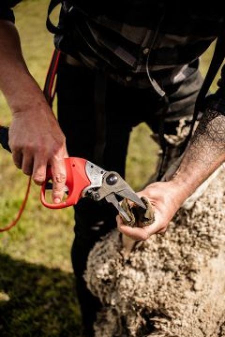 802M Hoof Clipper